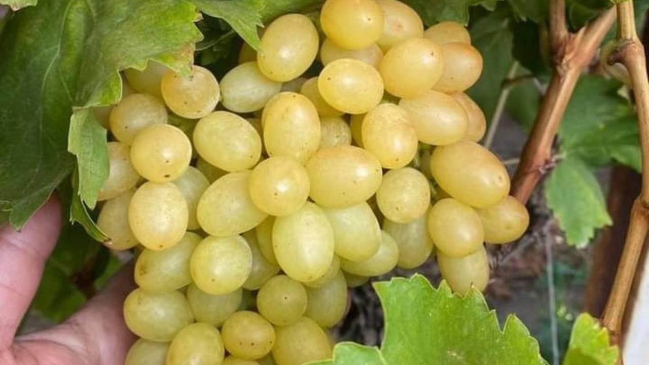Silifke’de Yeşil Altın Mesaisi İlk Üzüm Hasadı Gerçekleşti!-3