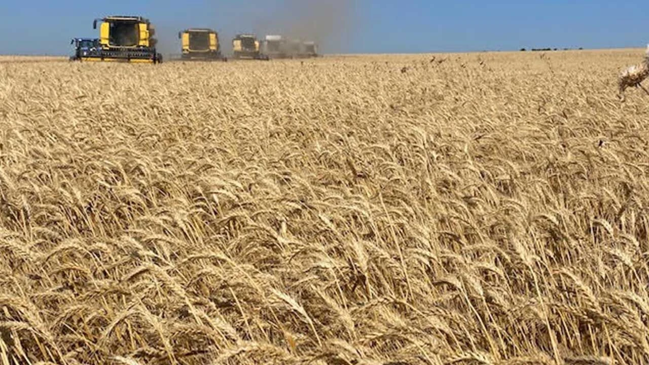 Tbereket Yağdı, Çiftçinin Yüzü Güldü 2026 Hububat Rekoltesinde Tarihi Beklenti!
