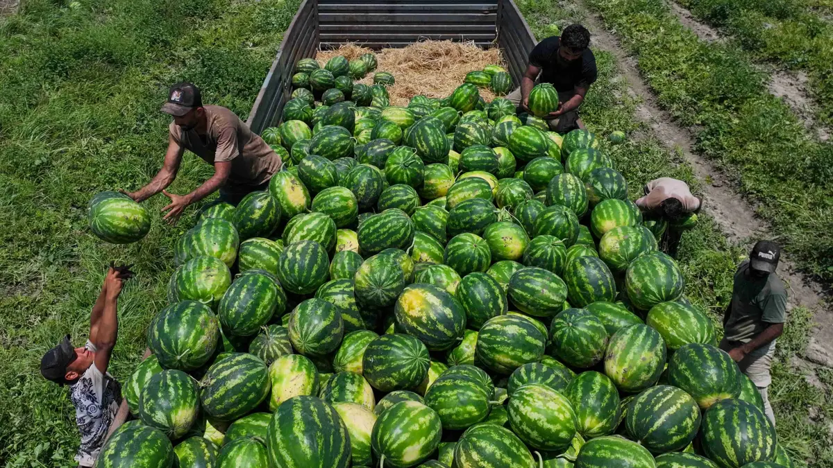 Tescilli Adana Karpuzunda Sezon Açıldı Tarla Giyatı Belli Oldu!S