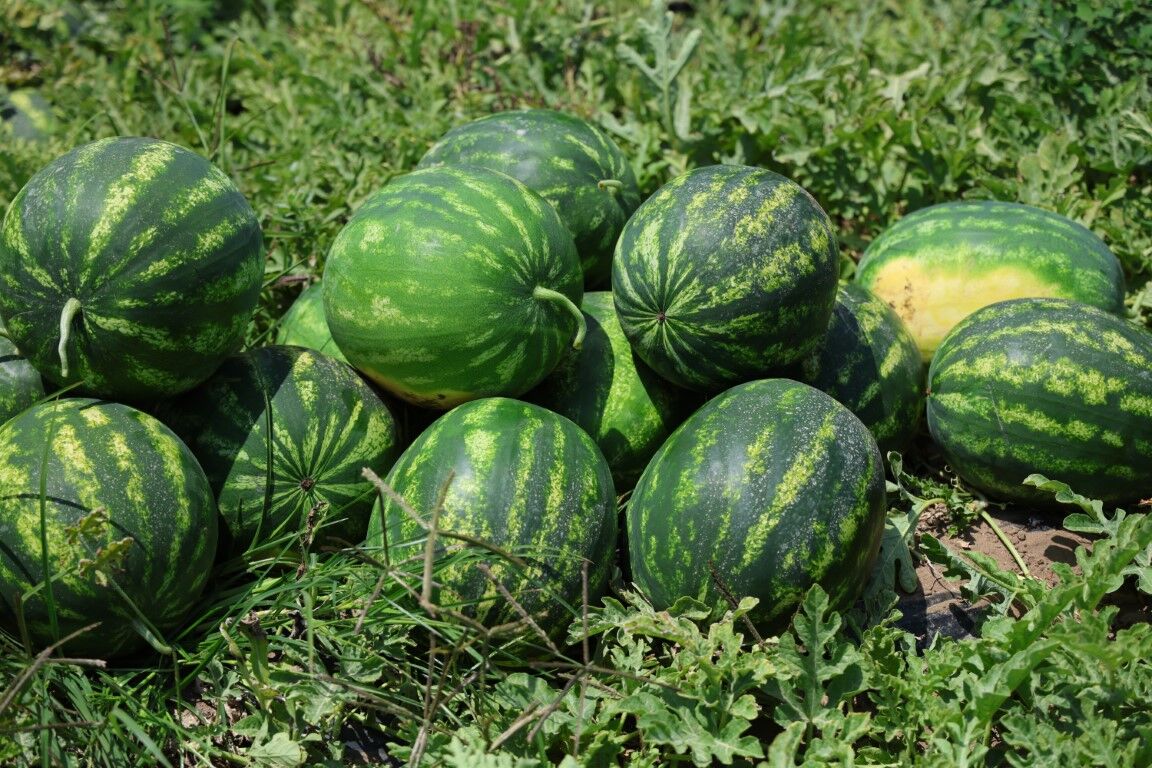 Tescilli Adana Karpuzunda Sezon Açıldı Tarla Giyatı Belli Oldu!V
