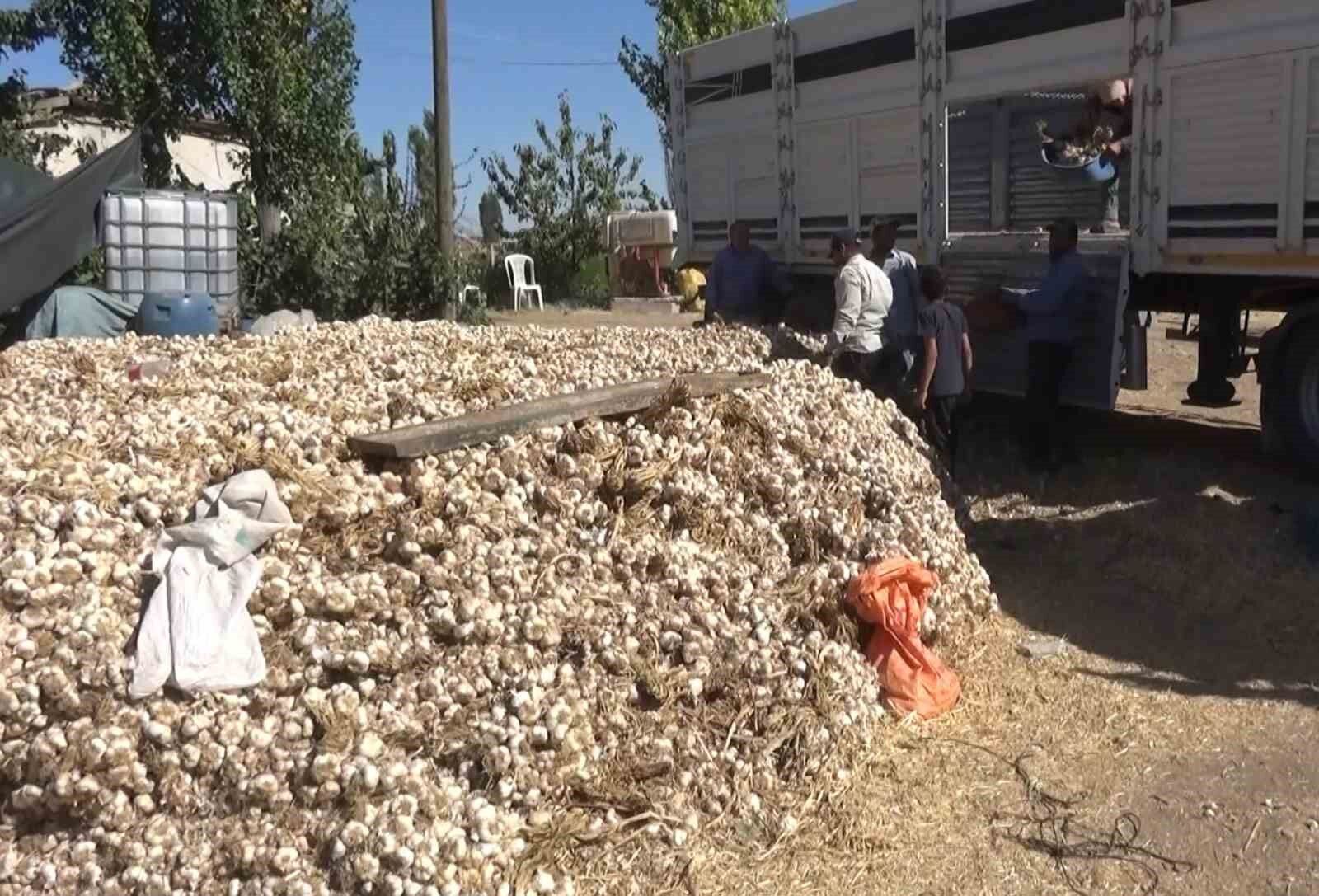 Aksaray'da Sarımsak Mesaisi Başladı Rekolte Ikiye Katlandı!-1