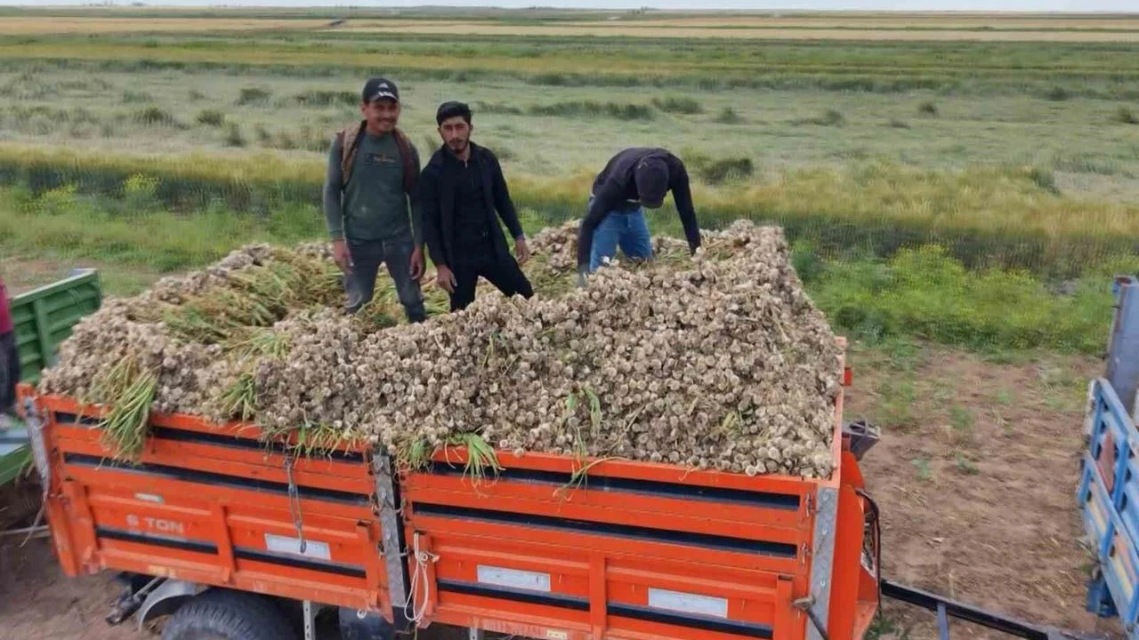 Aksaray'da Sarımsak Mesaisi Başladı Rekolte Ikiye Katlandı!S