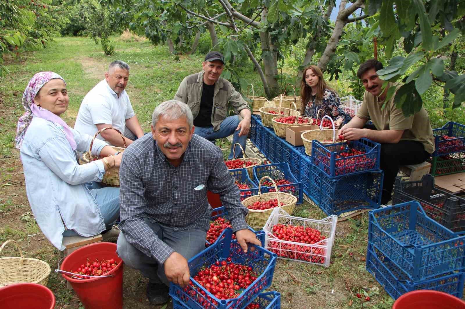 Amasya Kirazında Bereket Yılı 50 Bin Tonluk Hasat ‘Besmele’ Ile Başladı!