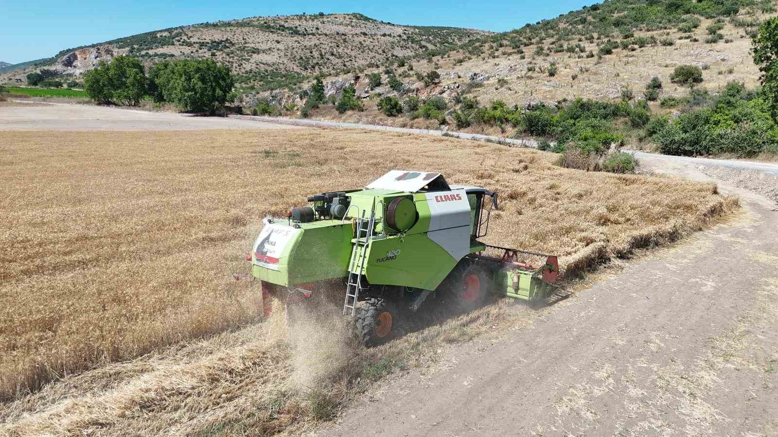Balıkesir'de Ata Tohumu Hareketi Altındane Buğdayında Ilk Hasat Yapıldı!S