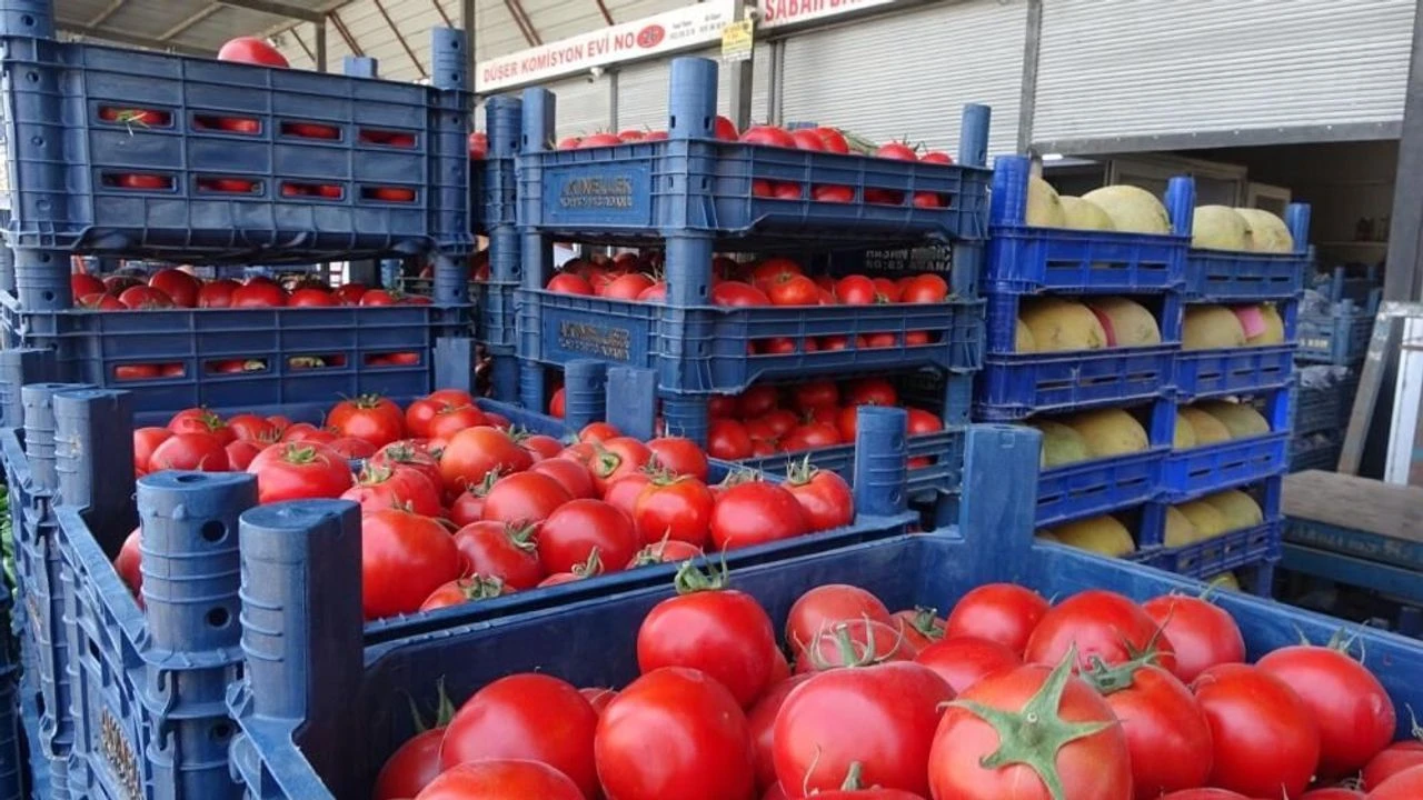 Hatay’da Bereket Domatese Yansıdı Fiyatlar 70 Tl’den 15 Tl’ye Indi!