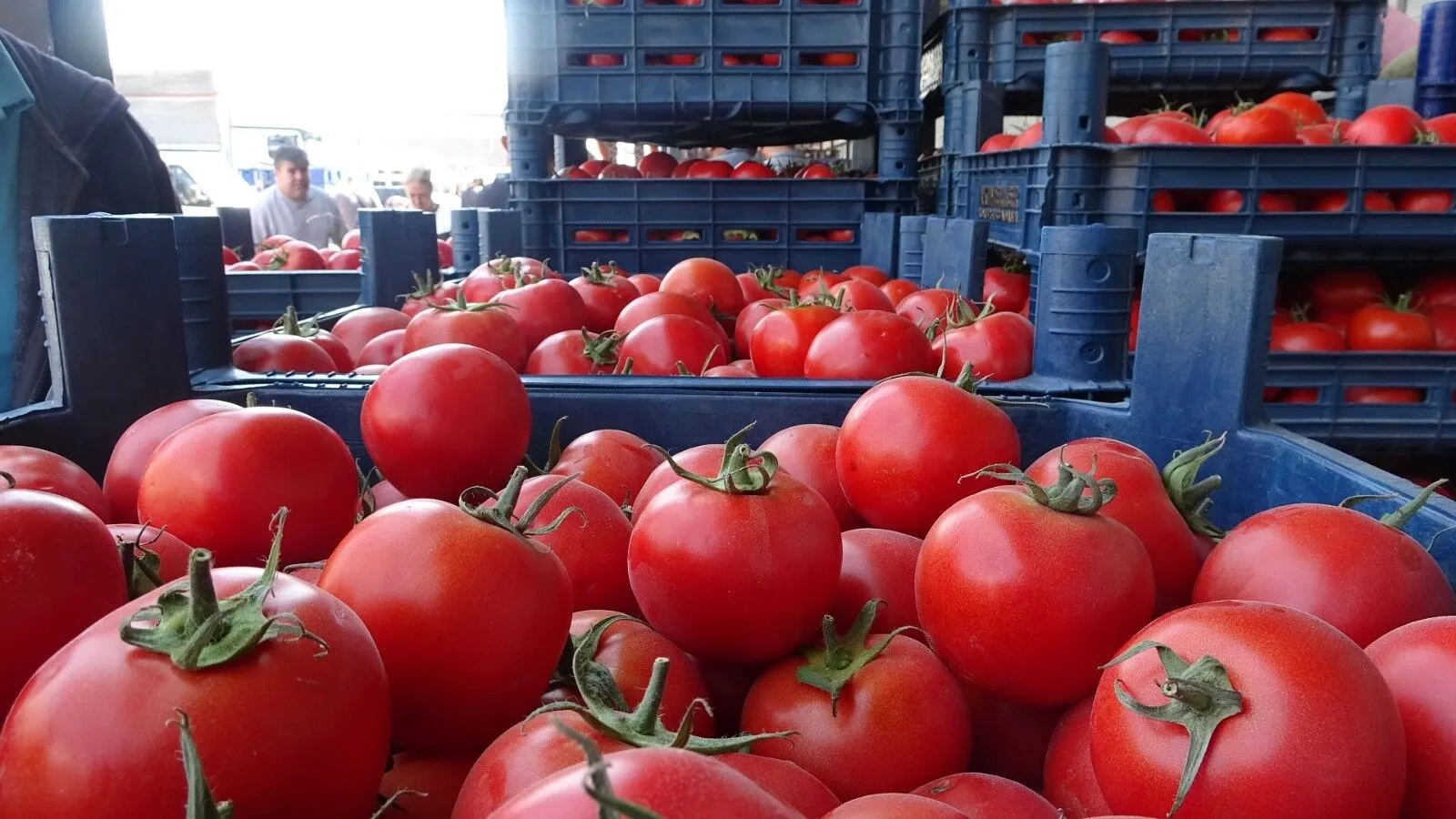 Hatay’da Bereket Domatese Yansıdı Fiyatlar 70 Tl’den 15 Tl’ye Indi!V