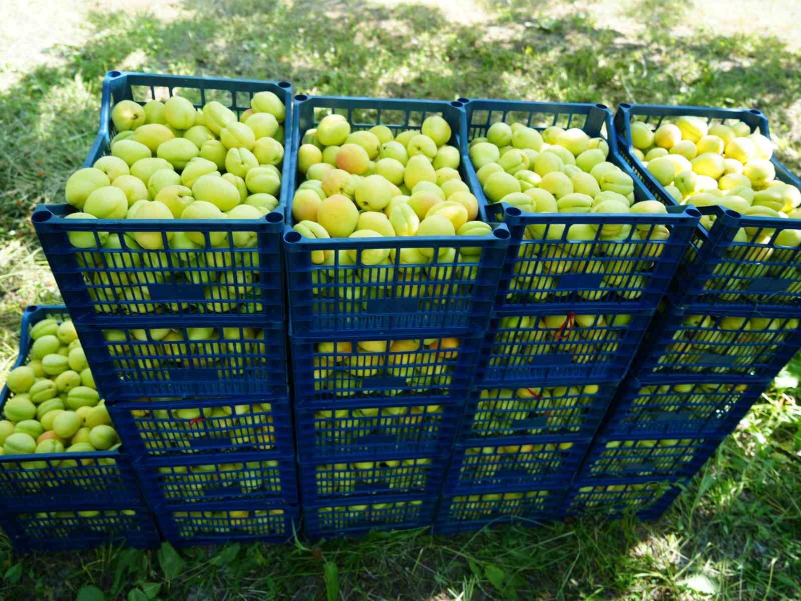 Iğdır’da Kayısı Mesaisi Başladı Üreticinin Gözü Kooperatifte!