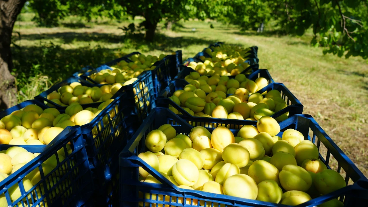 Iğdır’da Kayısı Mesaisi Başladı Üreticinin Gözü Kooperatifte!V