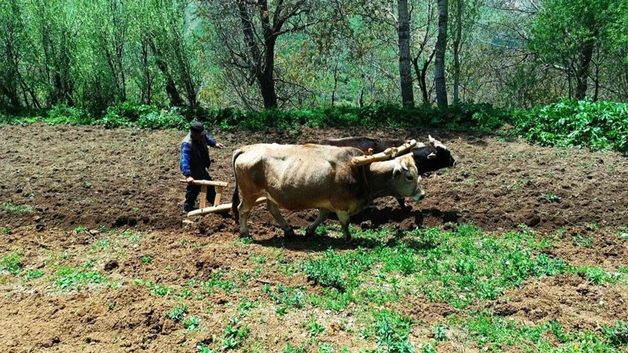 “Hey gidi o günler hey’e geri döndük! Hayat pahalılığı bakın neler yaptırıyor? ‘Kara Kış’tan sonra bir ‘kara’ daha…