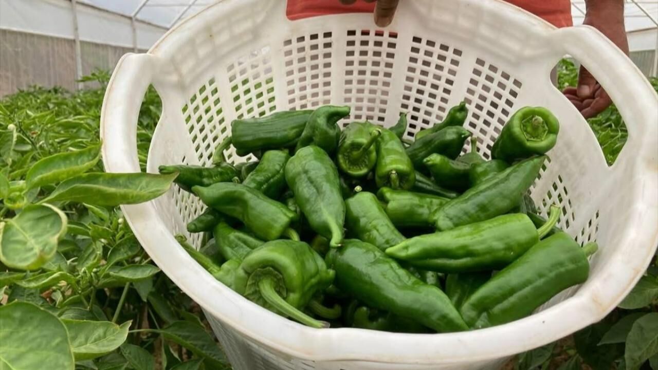 Kilosu 350 Tl Ama Tezgâha Iner Inmez Bitiyor Ata Tohumu 'Emcelli Biberi'ne Büyük Rağbet!S-1