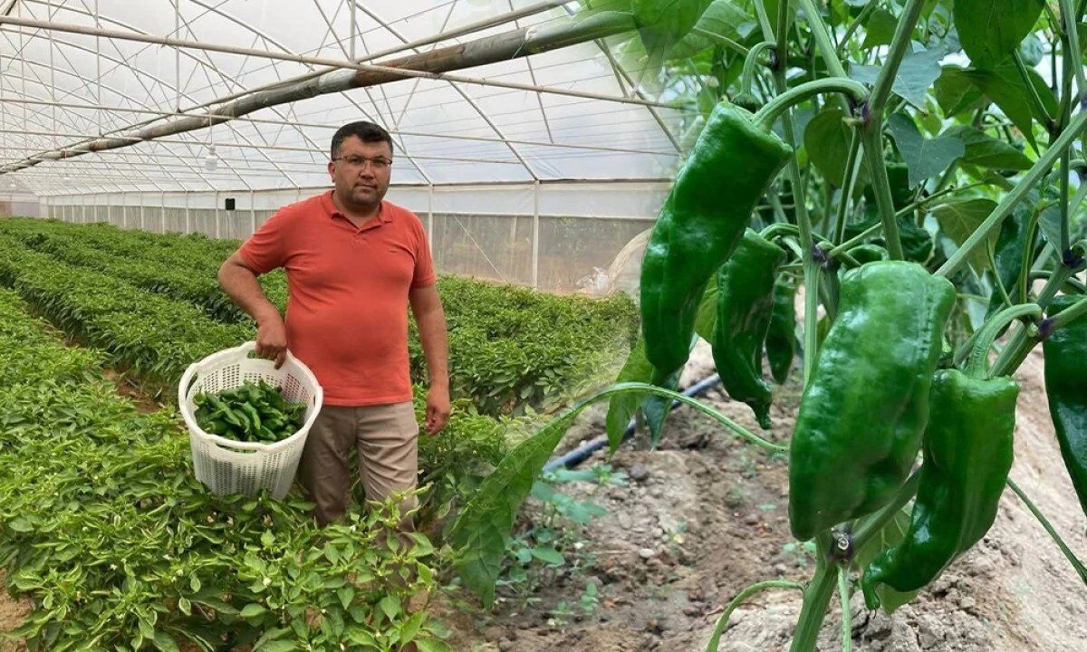 Kilosu 350 Tl Ama Tezgâha Iner Inmez Bitiyor Ata Tohumu 'Emcelli Biberi'ne Büyük Rağbet!V