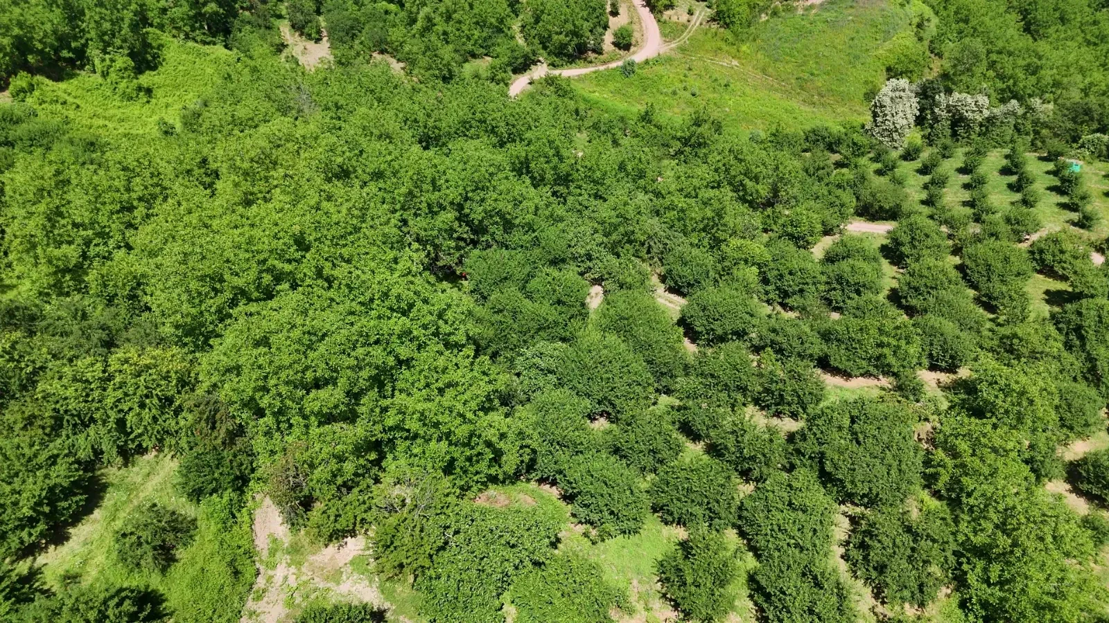 Kocaeli’nde Eşme Eriği Bolluğu Rekolte Yüksek, Fiyatlar Yarı Yarıya Düştü!S