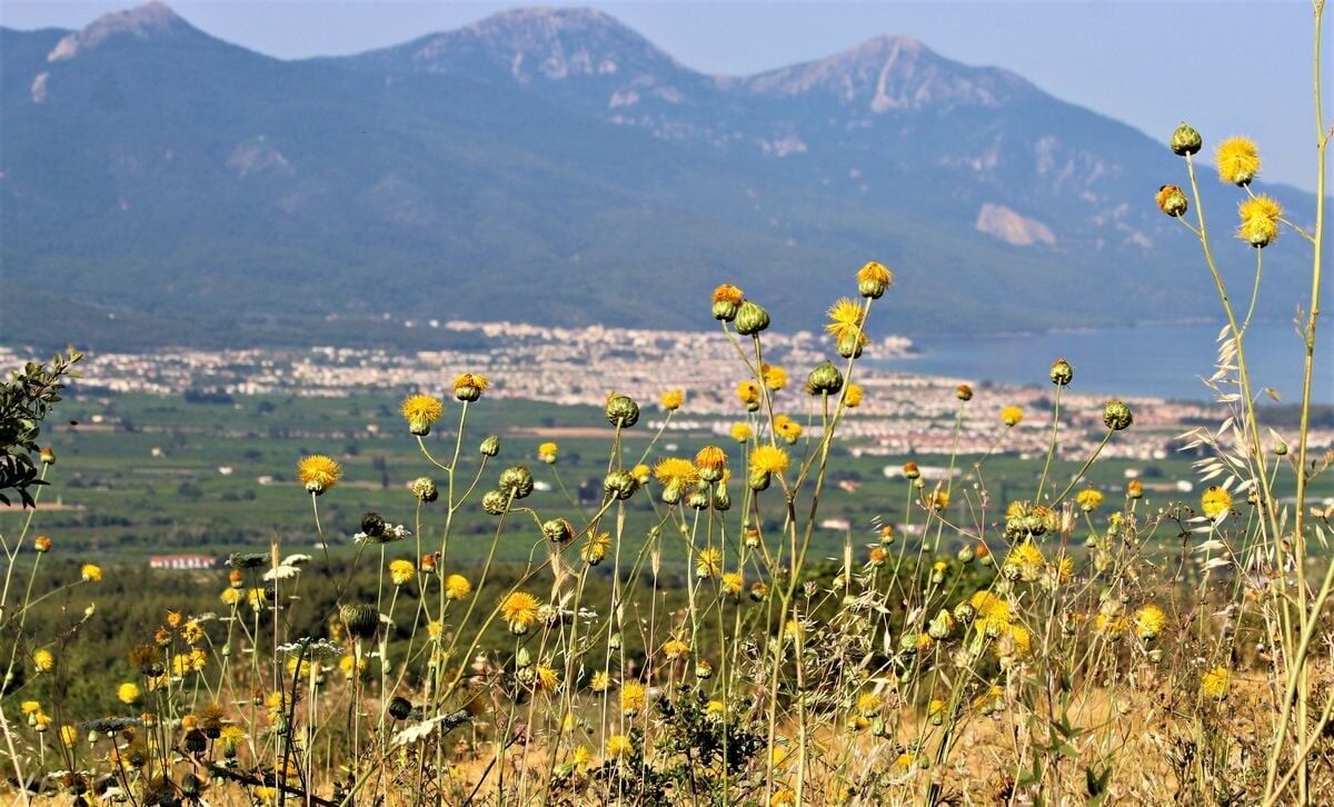 Kuşadası’nın Endemik Incisi Tülüşah Çiçek Açtı Koparmanın Cezası Dudak Uçuklatıyor!S