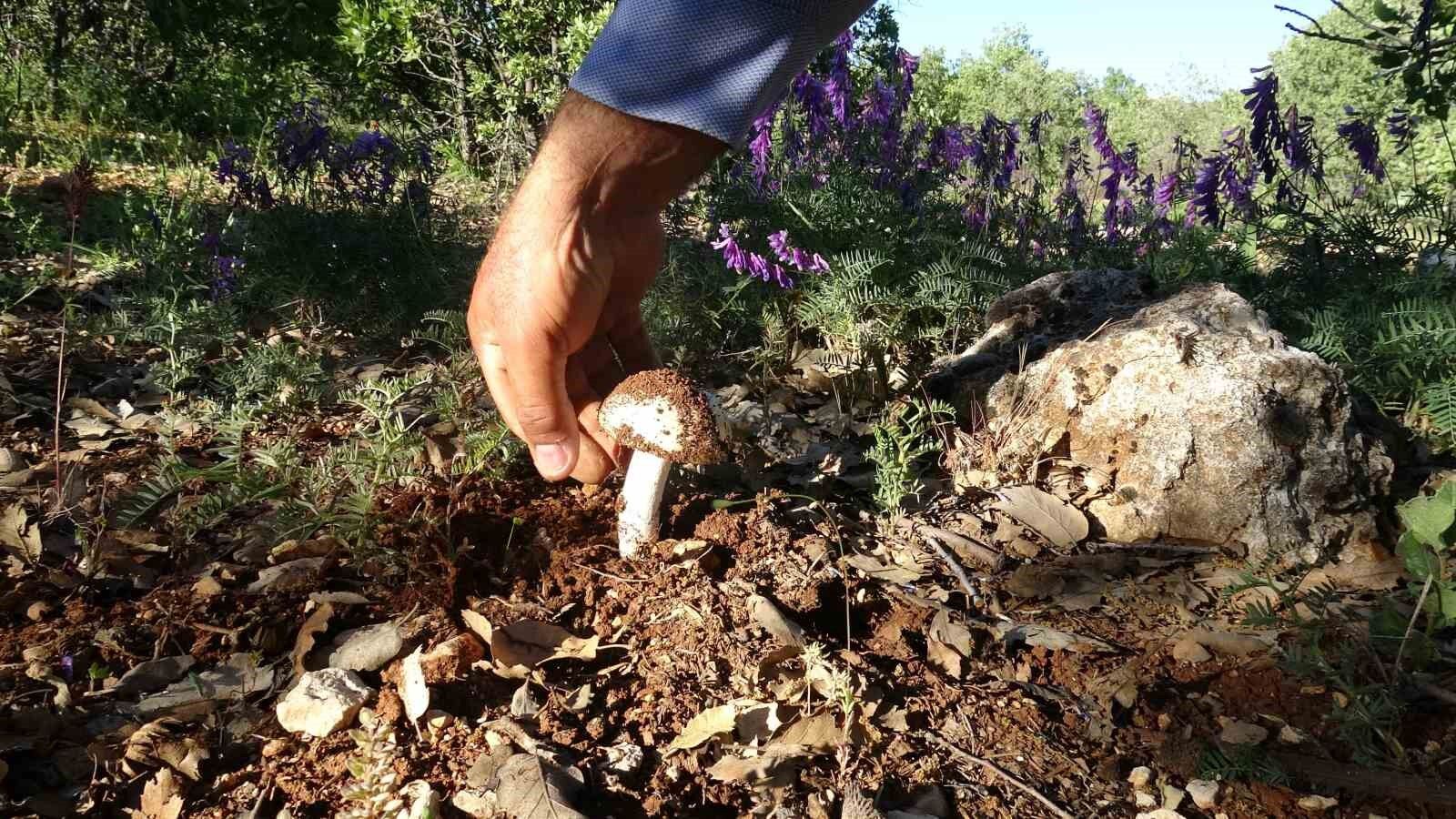 Malatya'da Meşe Mantarı Mesaisi Kilosu 500 Ile 1000 Tl Arasında Satılıyor! (2)