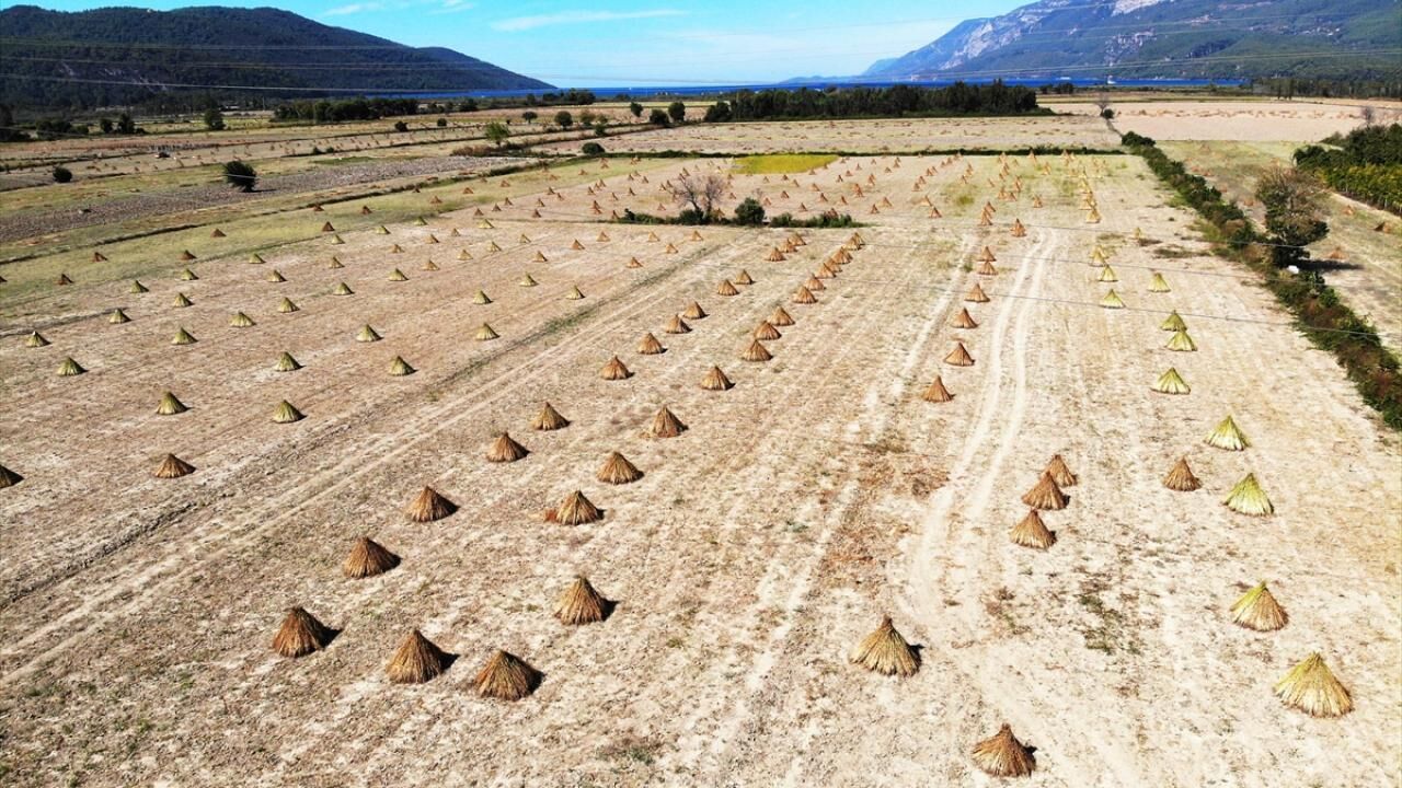 Muğla'nın Gökova Susamı Coğrafi Işaretle Tescillendi Hedef Uluslararası Pazarlar!S
