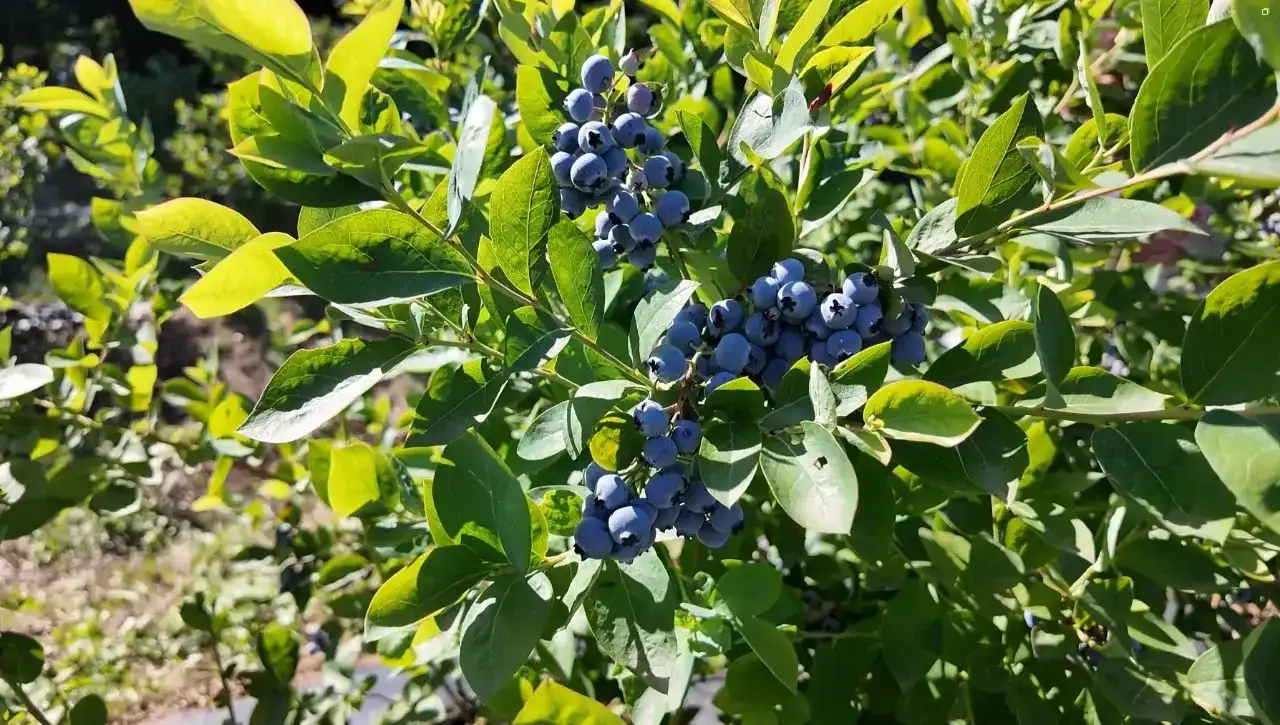 Ordu’da Fındığa Güçlü Alternatif Maviyemiş Hasadı Bereketle Başladı!-1