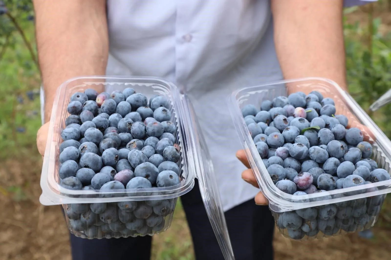 Ordu’da Fındığa Güçlü Alternatif Maviyemiş Hasadı Bereketle Başladı!V-1