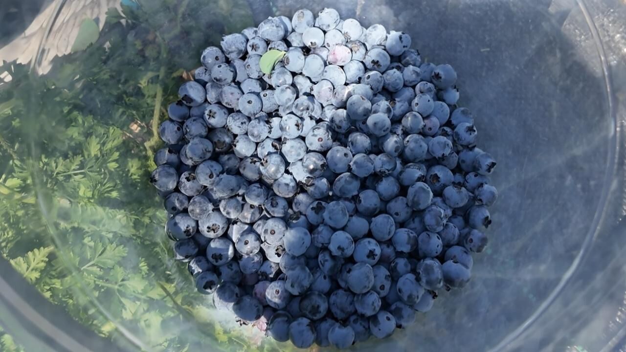 Ordu’da Fındığa Güçlü Alternatif Maviyemiş Hasadı Bereketle Başladı!V