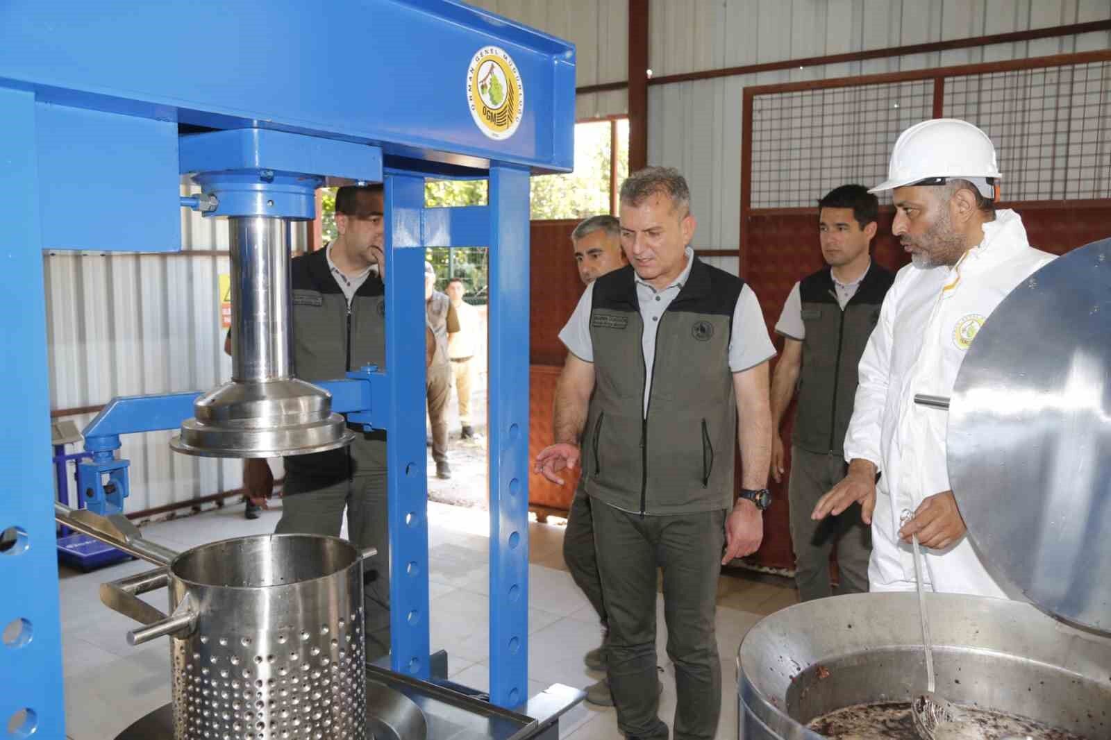 Osmanlı’nın Şifa Kaynağı Sığla Yağında 2026 Üretimi Başladı Hedef 1 Ton Yağ, 3 Ton Buhur!-2