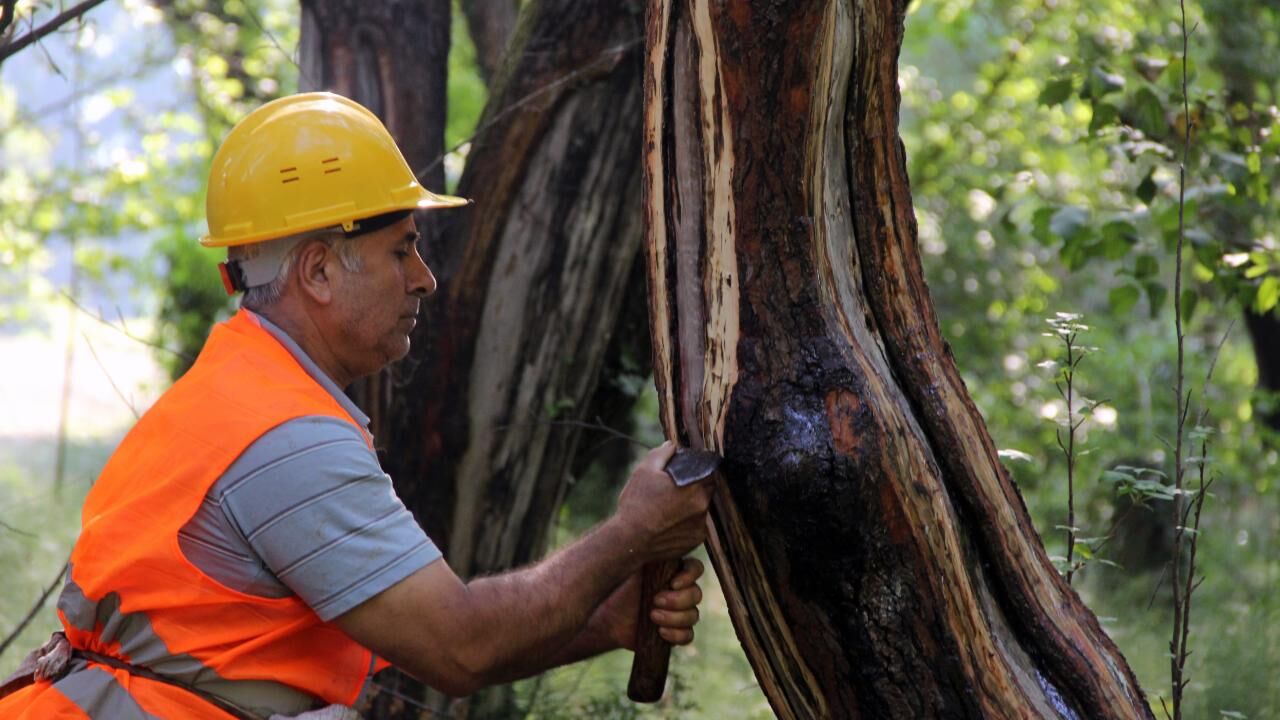 Osmanlı’nın Şifa Kaynağı Sığla Yağında 2026 Üretimi Başladı Hedef 1 Ton Yağ, 3 Ton Buhur!A-1