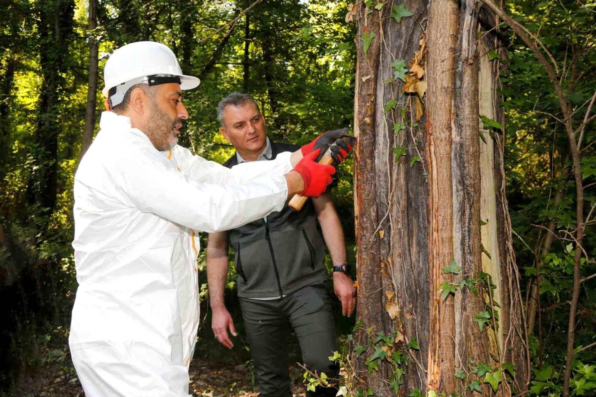 Osmanlı’nın Şifa Kaynağı Sığla Yağında 2026 Üretimi Başladı Hedef 1 Ton Yağ, 3 Ton Buhur!A