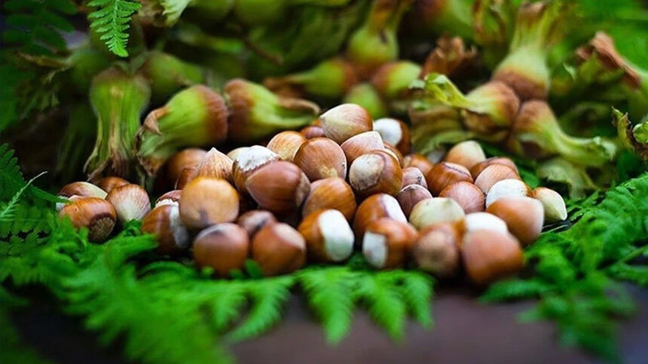 Samsun Fındıkta Yine Zirvede 120 Bin Tonu Aşacak!