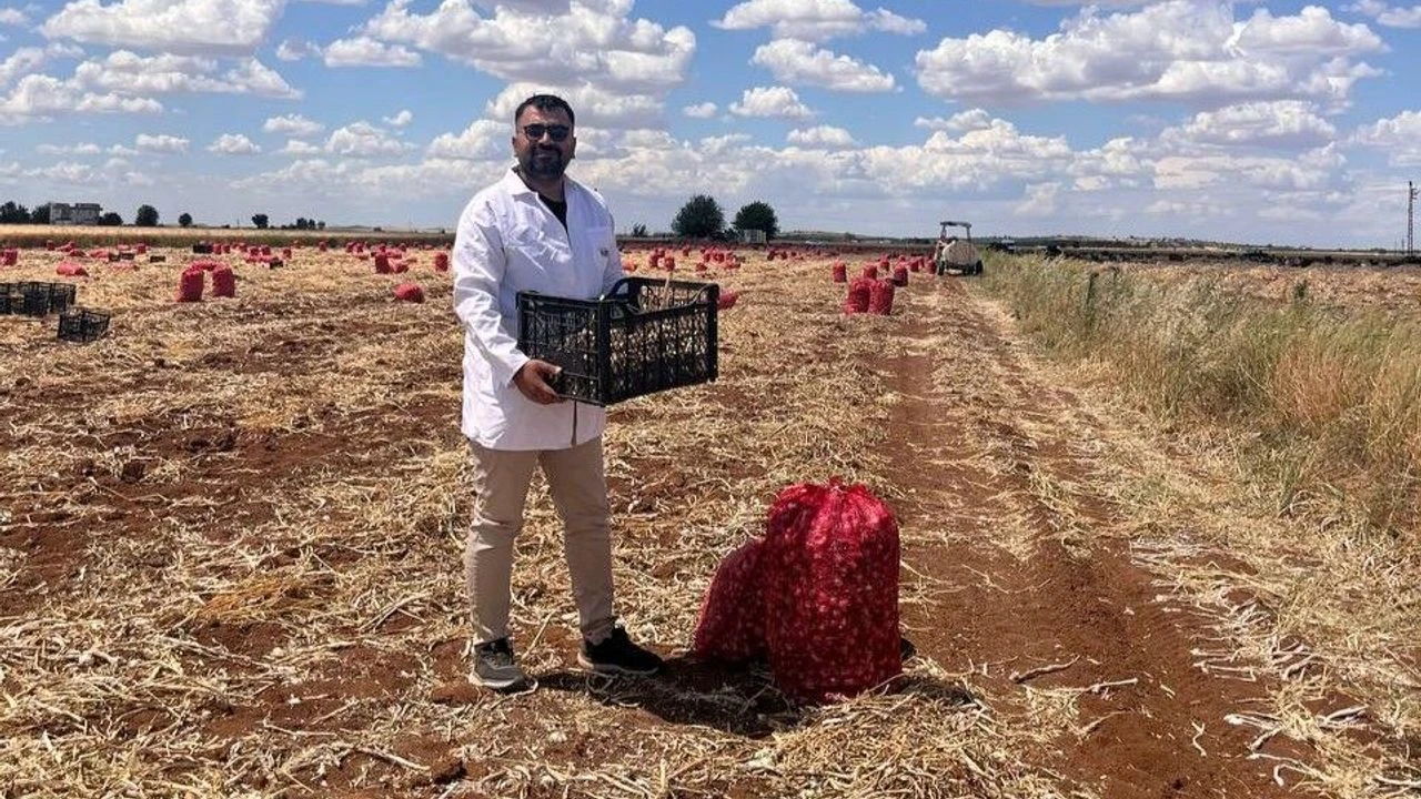 Şanlıurfa’da Sarımsak Hasadı Buruk Geçiyor İklim Vurdu, Rekolte Düştü, Maliyetler Çiftçinin Belini Büktü!B