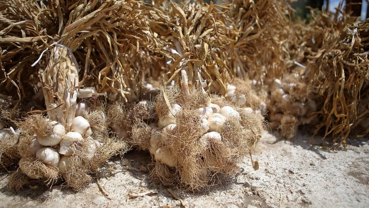 Şanlıurfa’da Sarımsak Hasadı Buruk Geçiyor İklim Vurdu, Rekolte Düştü, Maliyetler Çiftçinin Belini Büktü!S