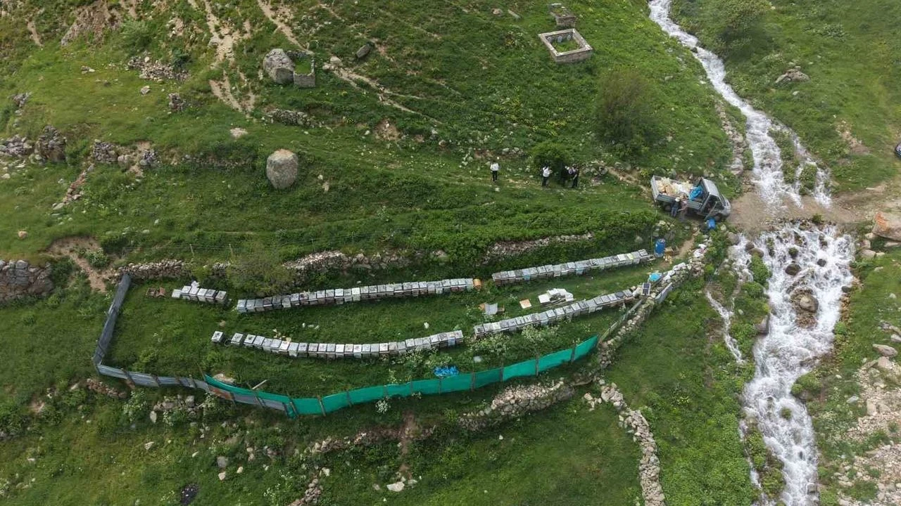 Şifa Kaynağı Anzer Balı’nda Yeni Sezon Açıldı 2026 Yılı Kilo Fiyatı Belli Oldu!
