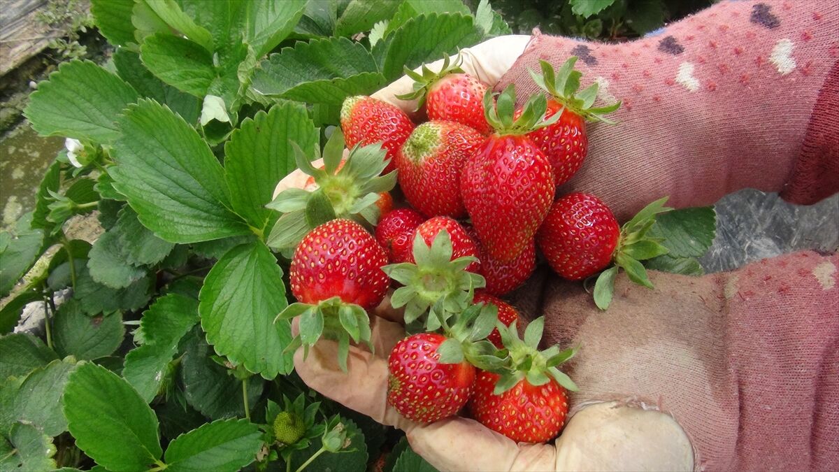 Silifke Çileğinde Hasat Yaylaya Taşınıyor Tarlada 25, Markette 100 Lira!