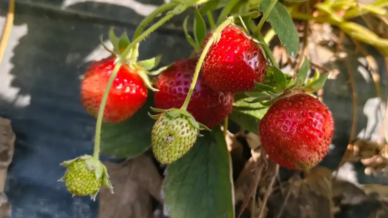 Silifke Çileğinde Hasat Yaylaya Taşınıyor Tarlada 25, Markette 100 Lira!A