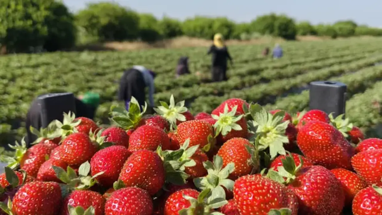 Silifke Çileğinde Hasat Yaylaya Taşınıyor Tarlada 25, Markette 100 Lira!B