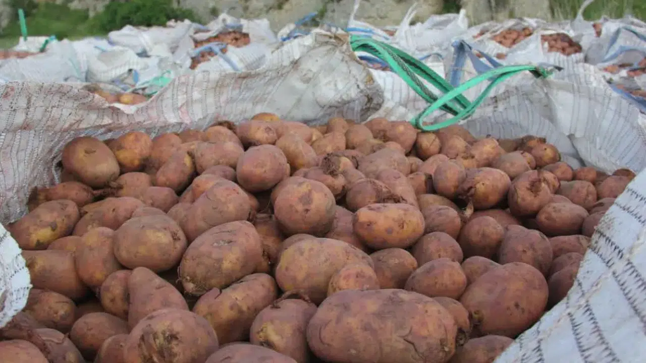 Sivas Zara’da Patates Mesaisi 2026 Ekimi Başladı, Hedef 75 Bin Ton!