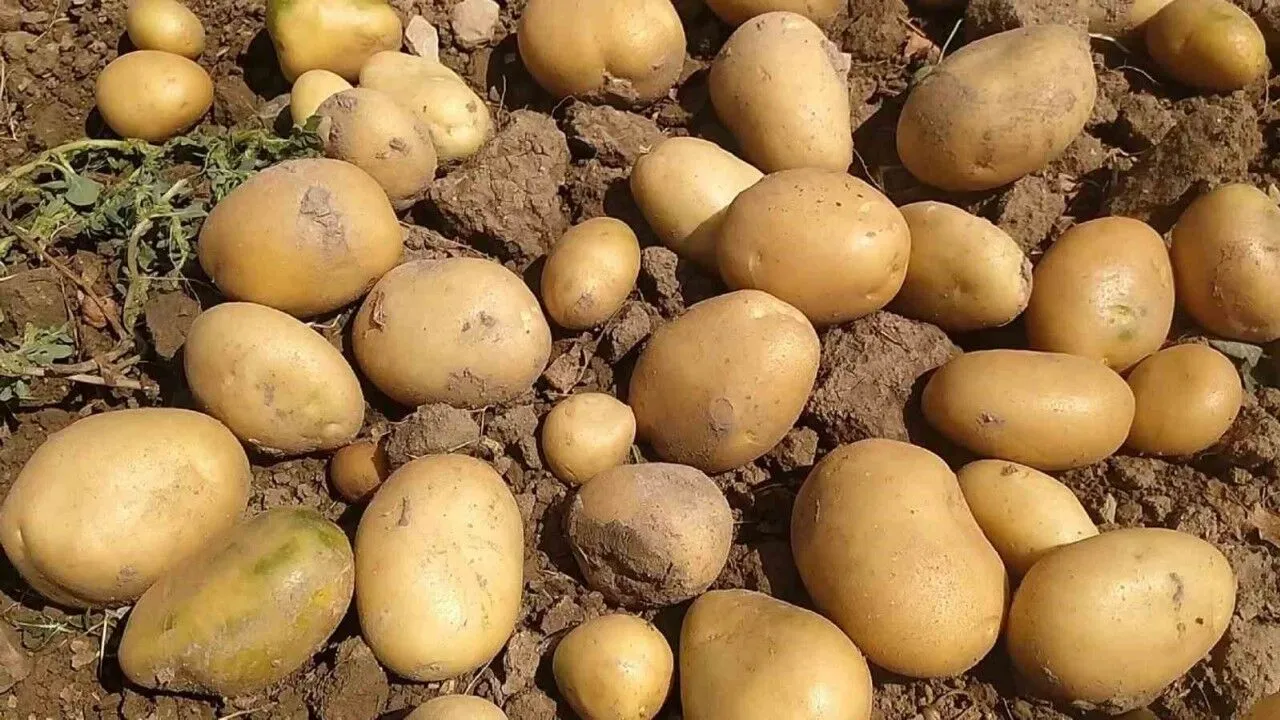 Sivas Zara’da Patates Mesaisi 2026 Ekimi Başladı, Hedef 75 Bin Ton!H