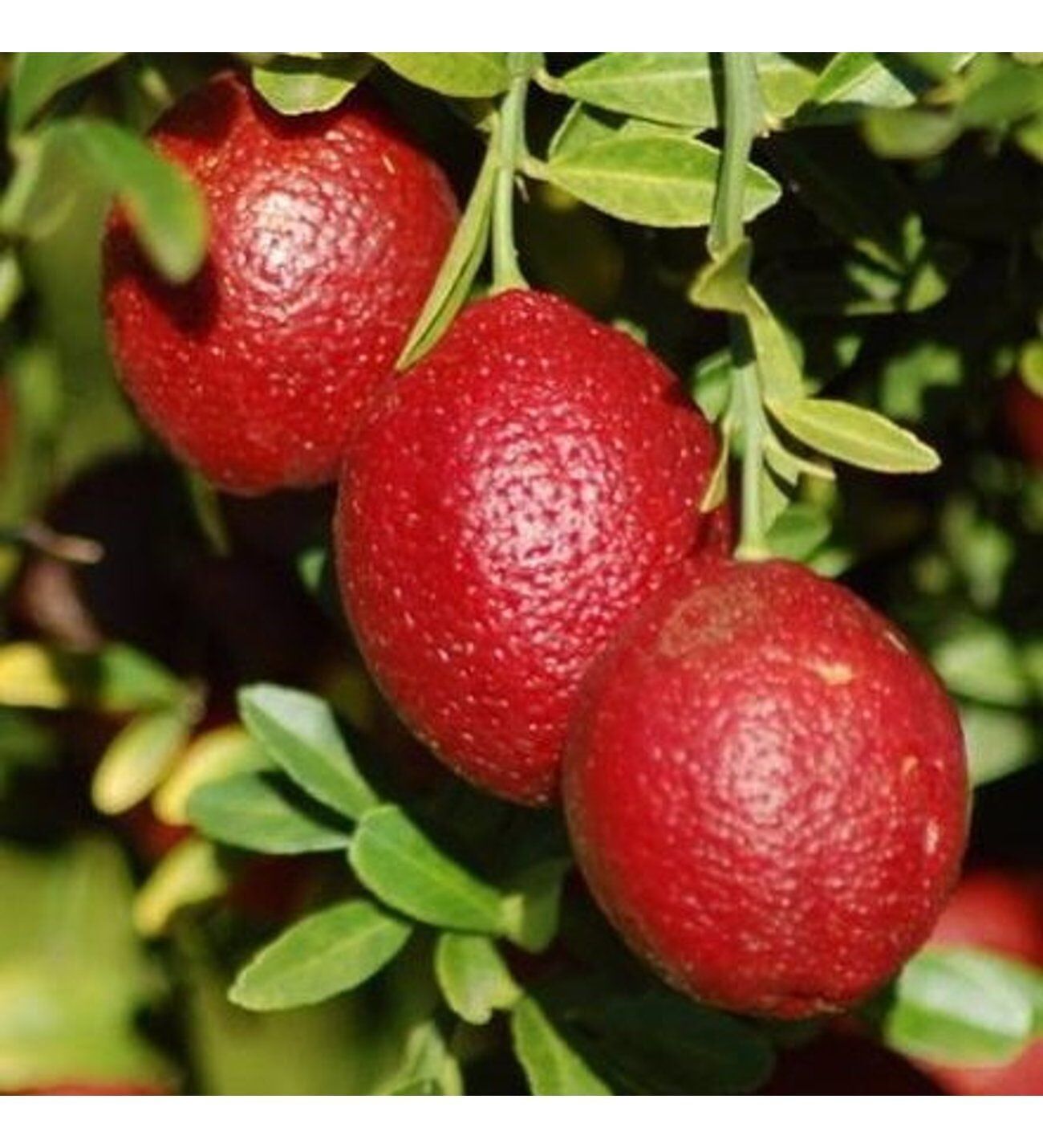 Ticareti Neredeyse Imkânsız Sadece 3 Günlük Ömrü Var! İşte Dünyanın En Nadir Meyvesi Kırmızı Limonj