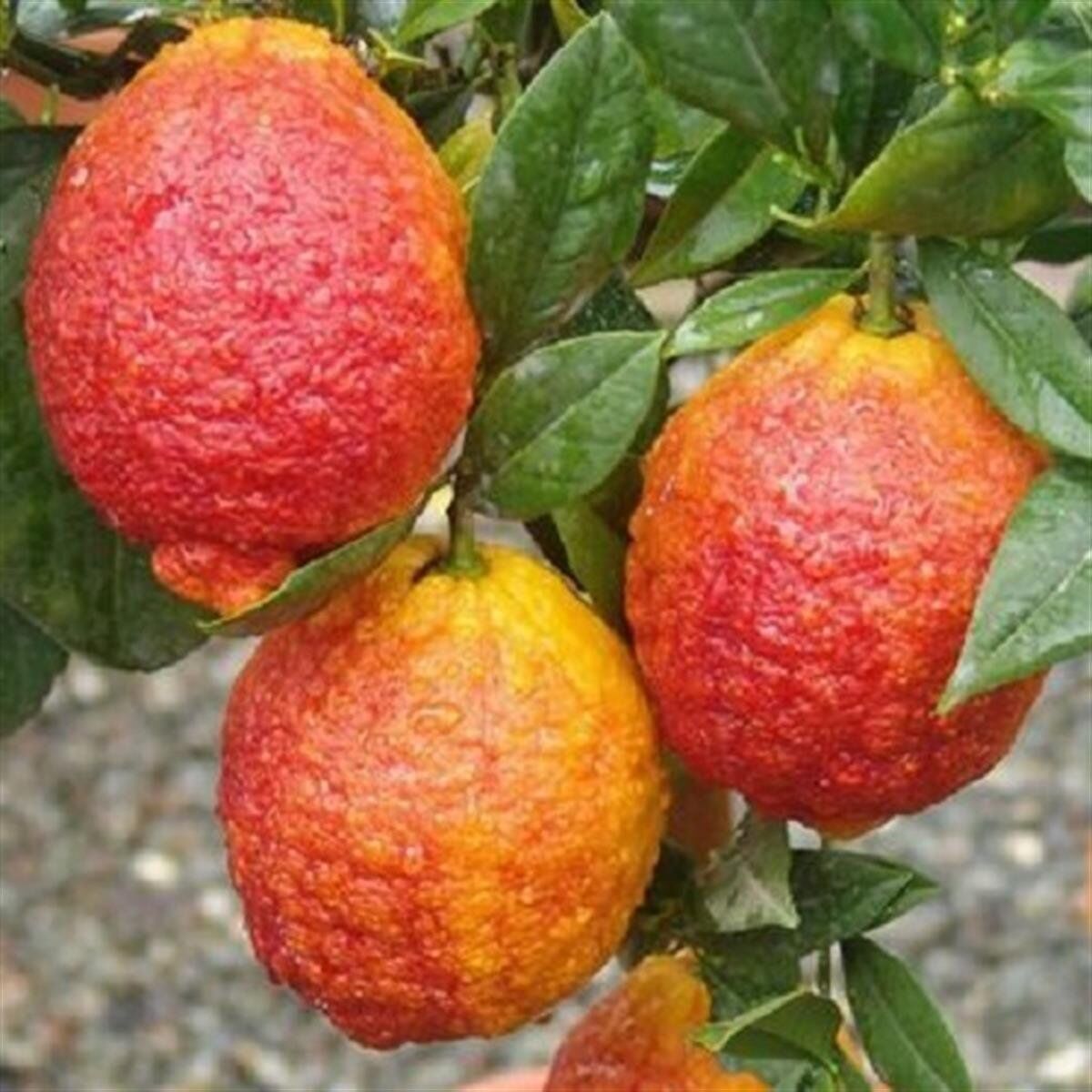 Ticareti Neredeyse Imkânsız Sadece 3 Günlük Ömrü Var! İşte Dünyanın En Nadir Meyvesi Kırmızı Limonv