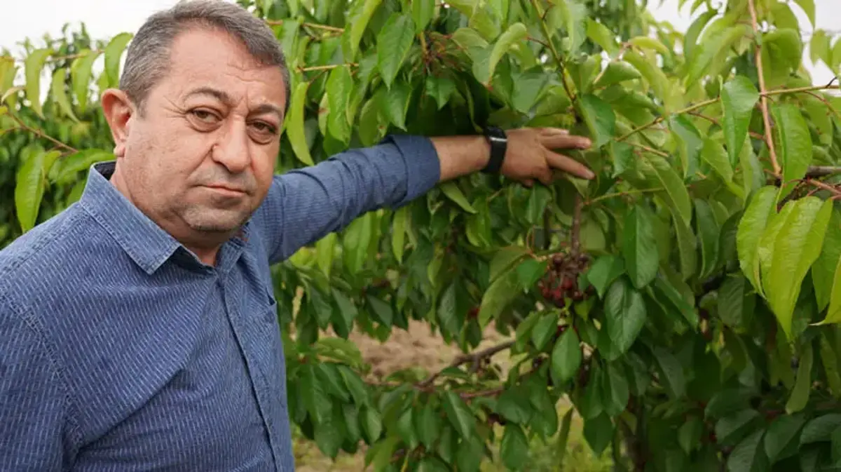 Tokat’ta Aşırı Yağışlar Üreticiyi Vurdu Hasar Yüzde 100'E Ulaştı! Kirazda 10 Bin Tonluk Kayıp Bekleniyor...