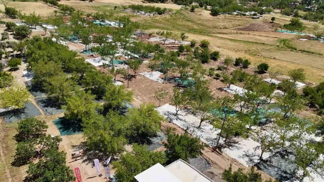 Tut’ta Dut Hasadı Dualarla Başladı 3 Bin Ton Rekolte Bekleniyor!B
