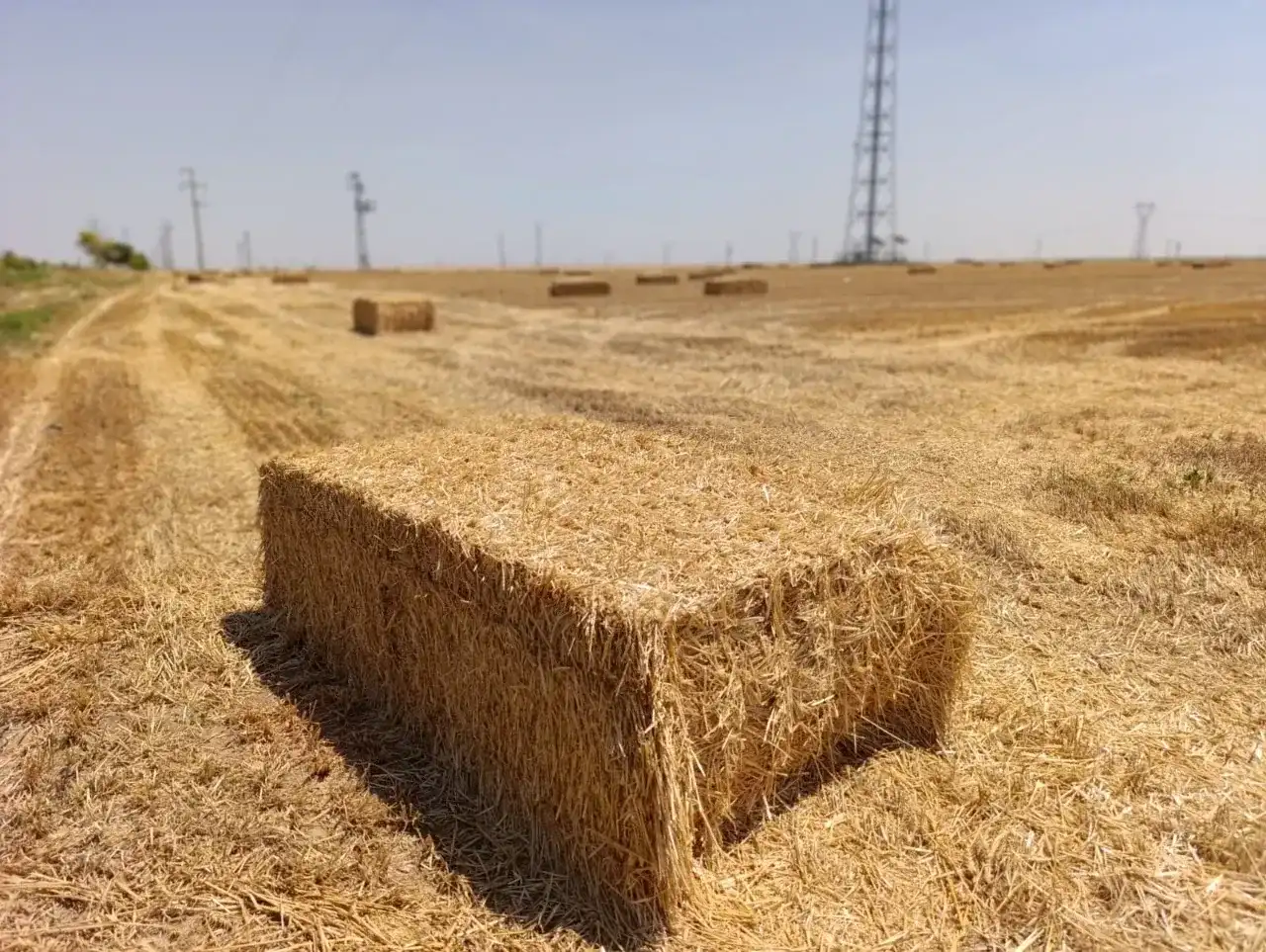 Üreticinin Yem Çıkmazı Tarlada Saman Ucuzladı, Fabrika Yemine Zam Yağdı!