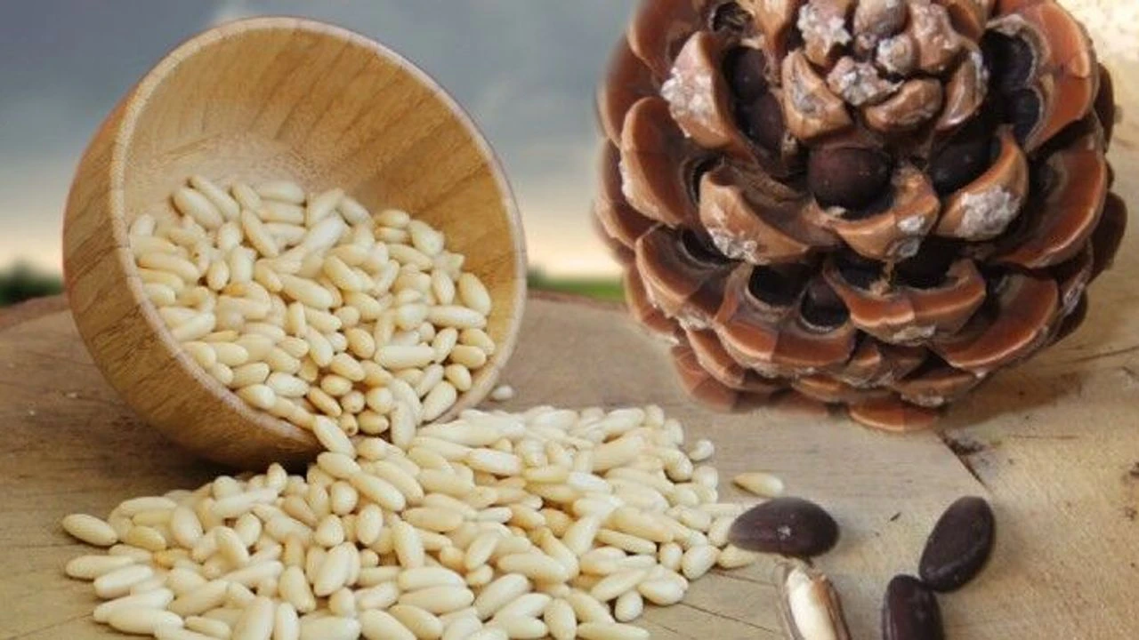 Yerli Çam Fıstığı Altına Kafa Tutuyor Kilosu Rekor Fiyatla Işlem Gördü!Oo