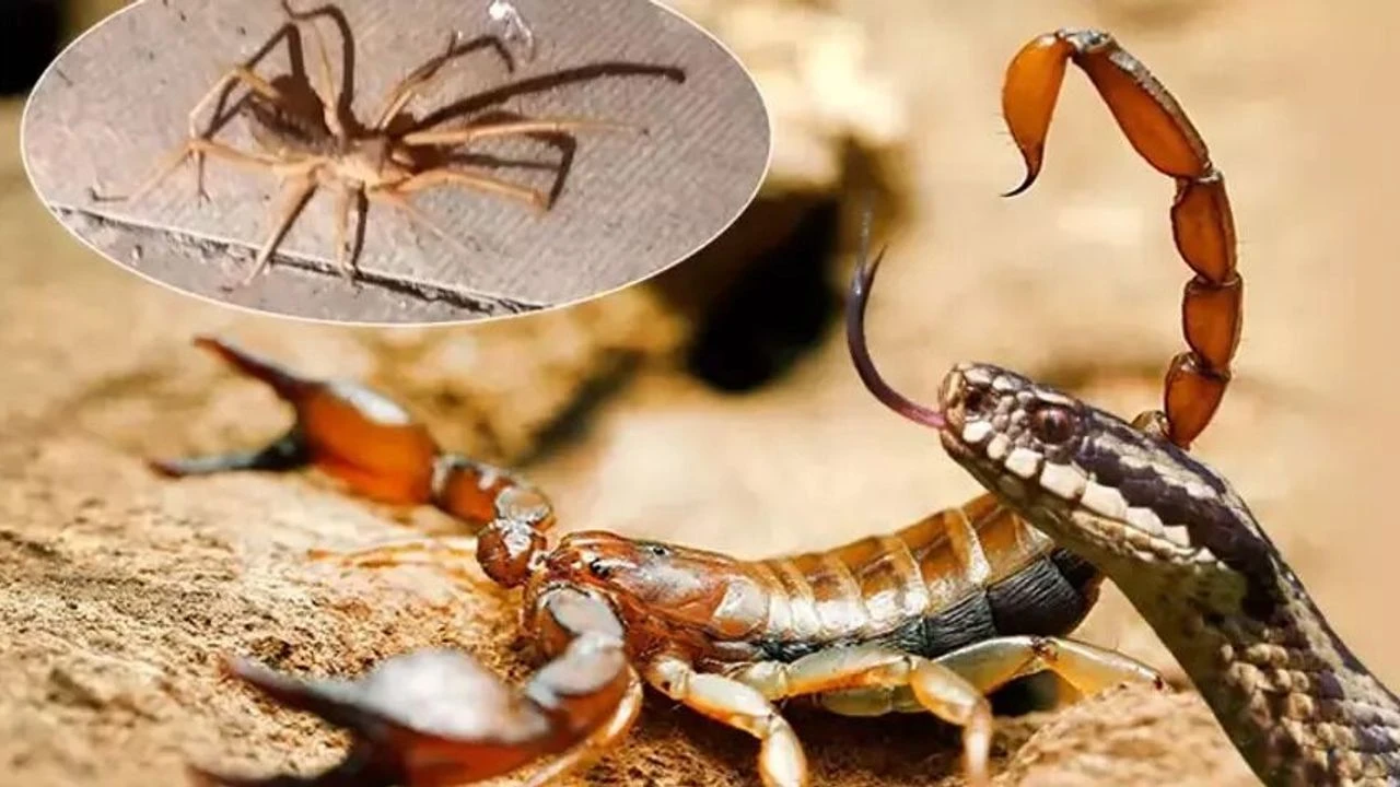 Yılan ısırılan yeri emmek... Kene üzerine sigara basmak... Akrep sokan yeri kesip kanatmak... Tümü yanlış, işte doğrular...