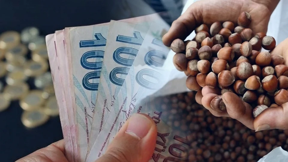 2026 Fındık Yevmiyeleri Belli Oldu! Ordu’da Fındık Işçisiücreti Ne Kadarm