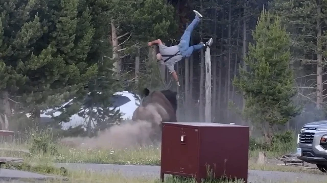 Yellowstone'da dehşet! Öfkeli bizon turisti metrelerce havaya fırlattı
