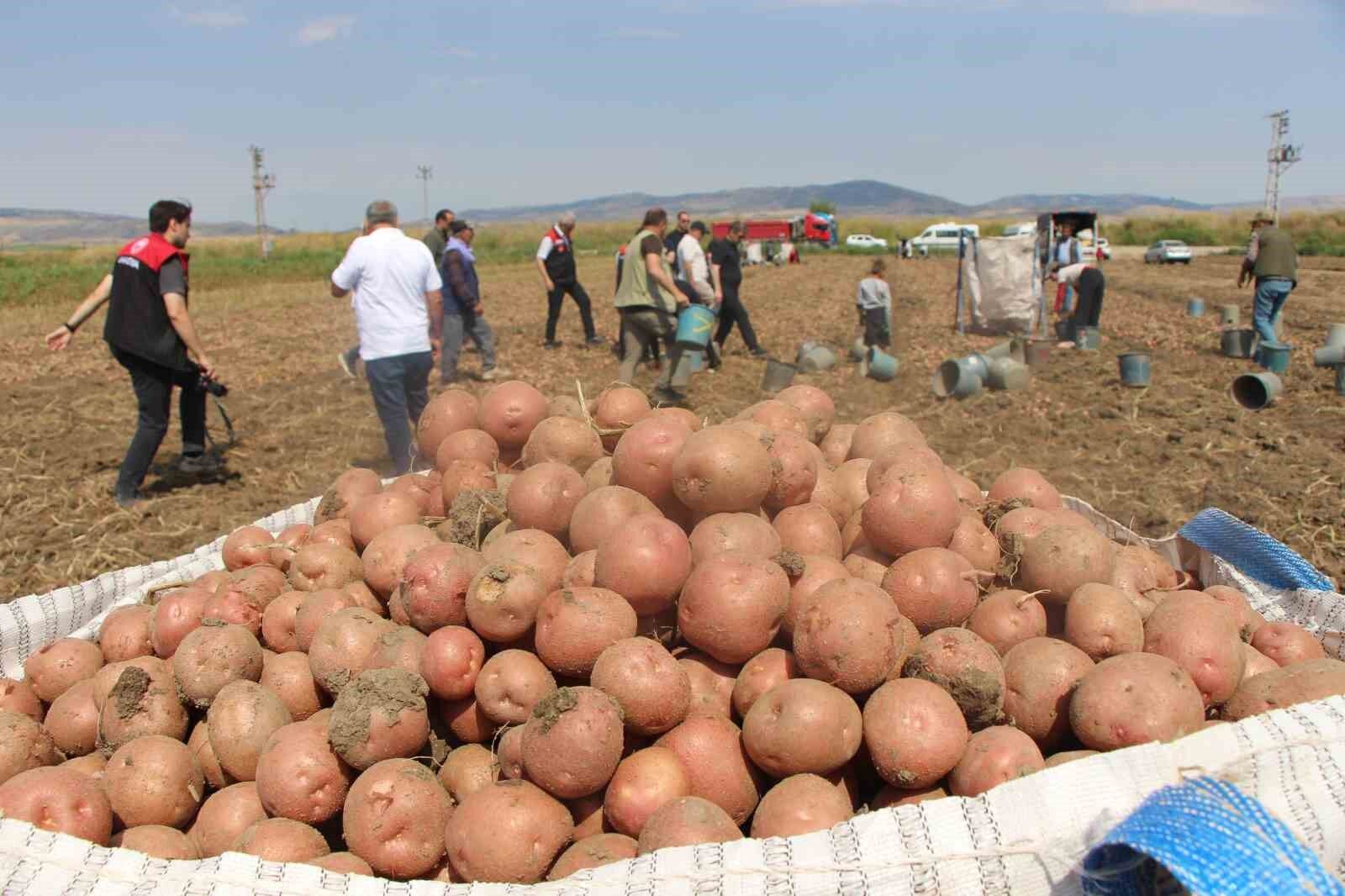 Amasya'da Patates Sezonu Açıldı Hedef 130 Bin Ton Rekolte!-1