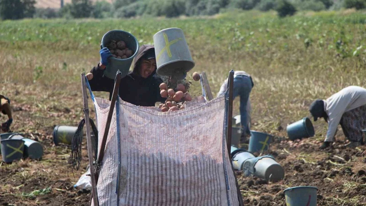 Amasya'da Patates Sezonu Açıldı Hedef 130 Bin Ton Rekolte!F