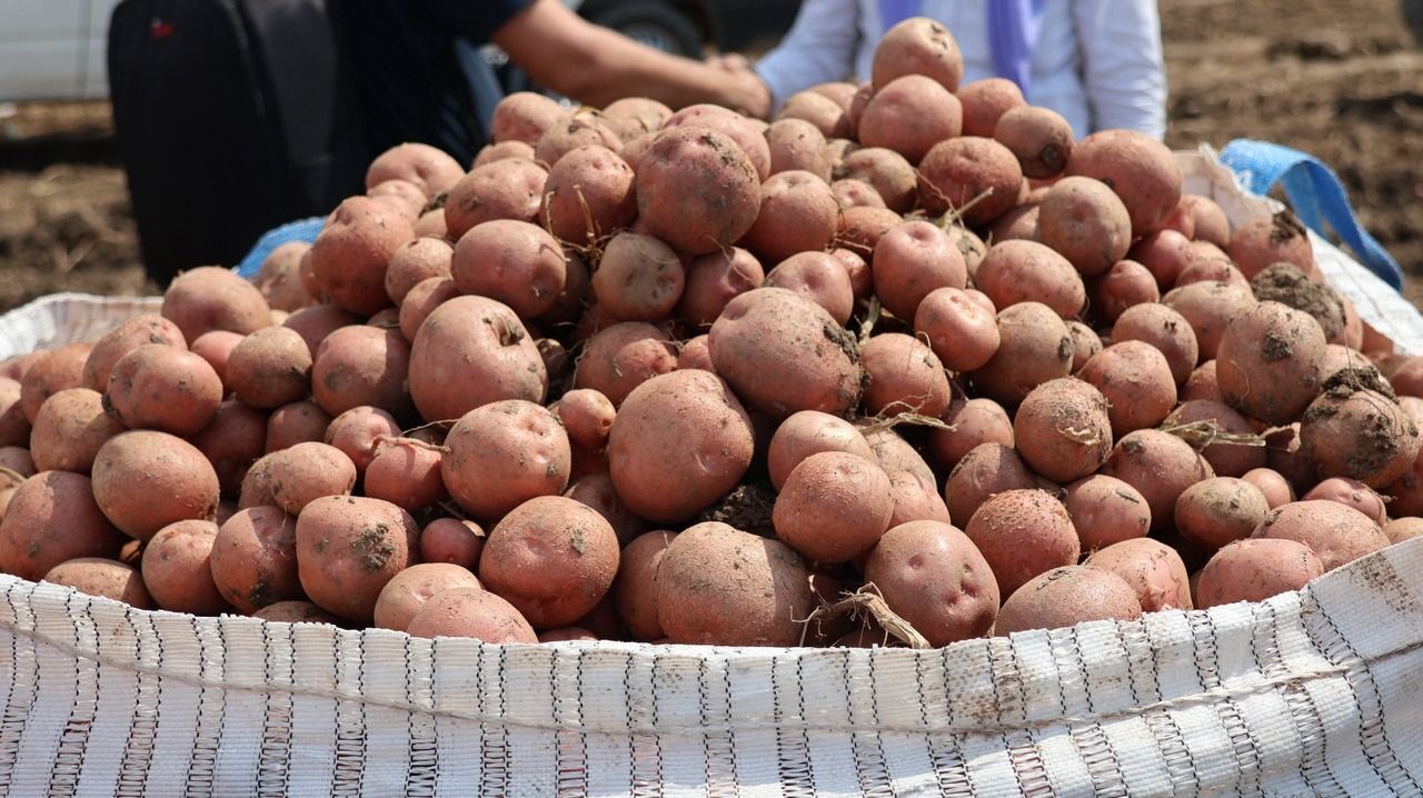 Amasya'da Patates Sezonu Açıldı Hedef 130 Bin Ton Rekolte!M