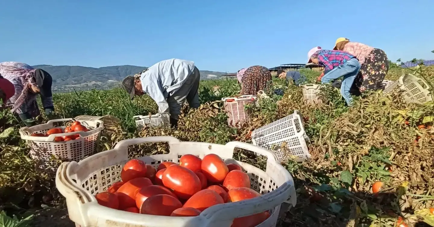 Aydın Tarımında Kırmızı Bereket 12 Bin Dekarlık Alanda Domates Hasadı Sürüyor!-1