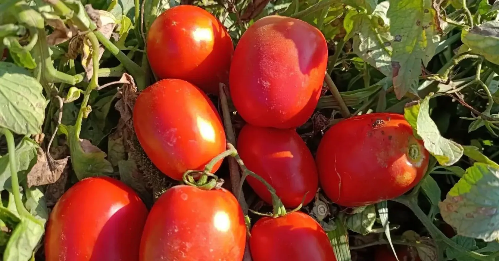 Aydın Tarımında Kırmızı Bereket 12 Bin Dekarlık Alanda Domates Hasadı Sürüyor!R