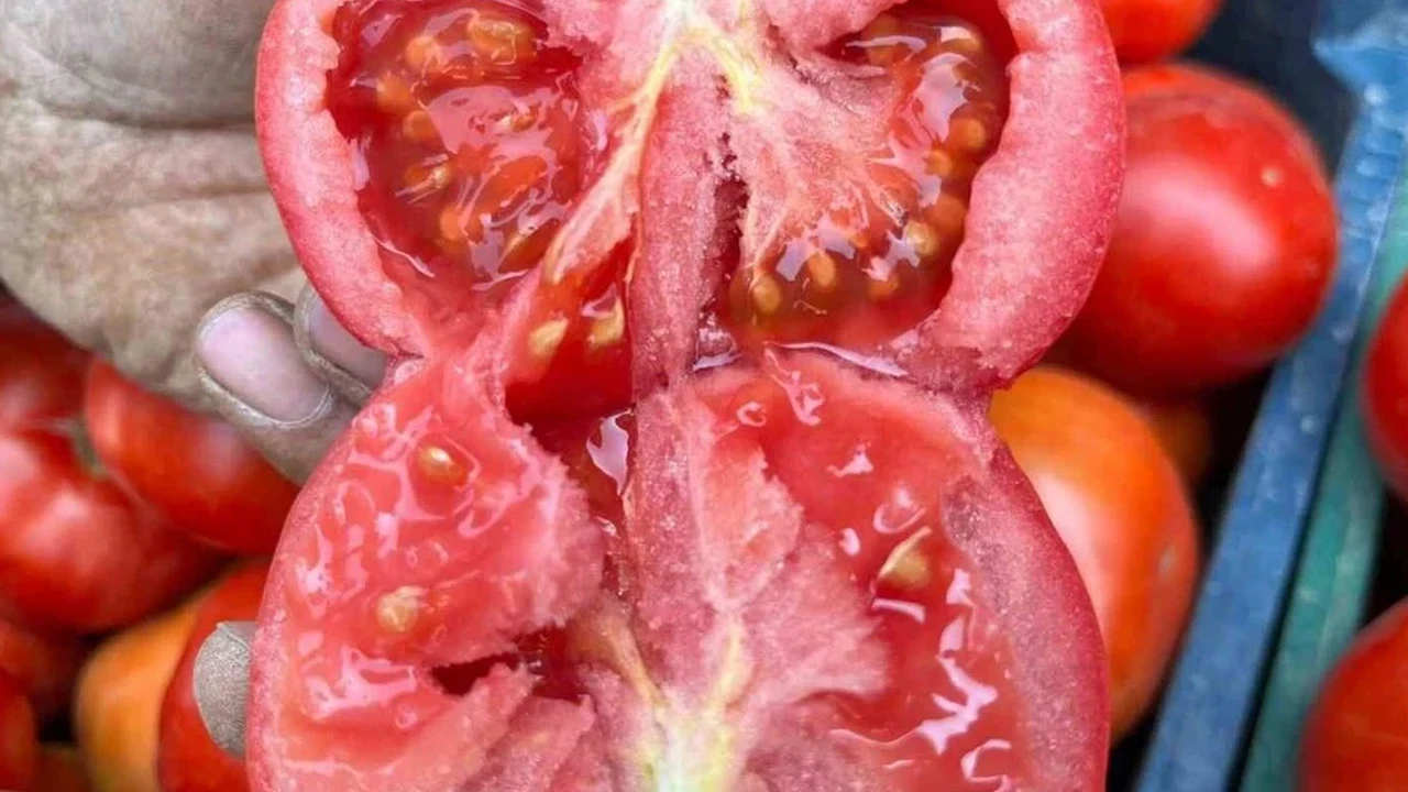 Aydın Tarımında Kırmızı Bereket 12 Bin Dekarlık Alanda Domates Hasadı Sürüyor!V