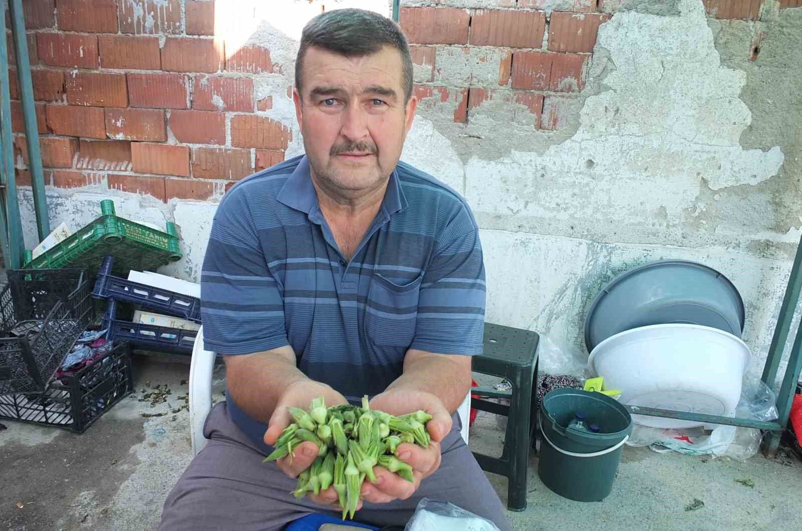 Burhaniye’de Bereketli Hasat Bamya Üreticisinin Yüzünü Güldürdü!S